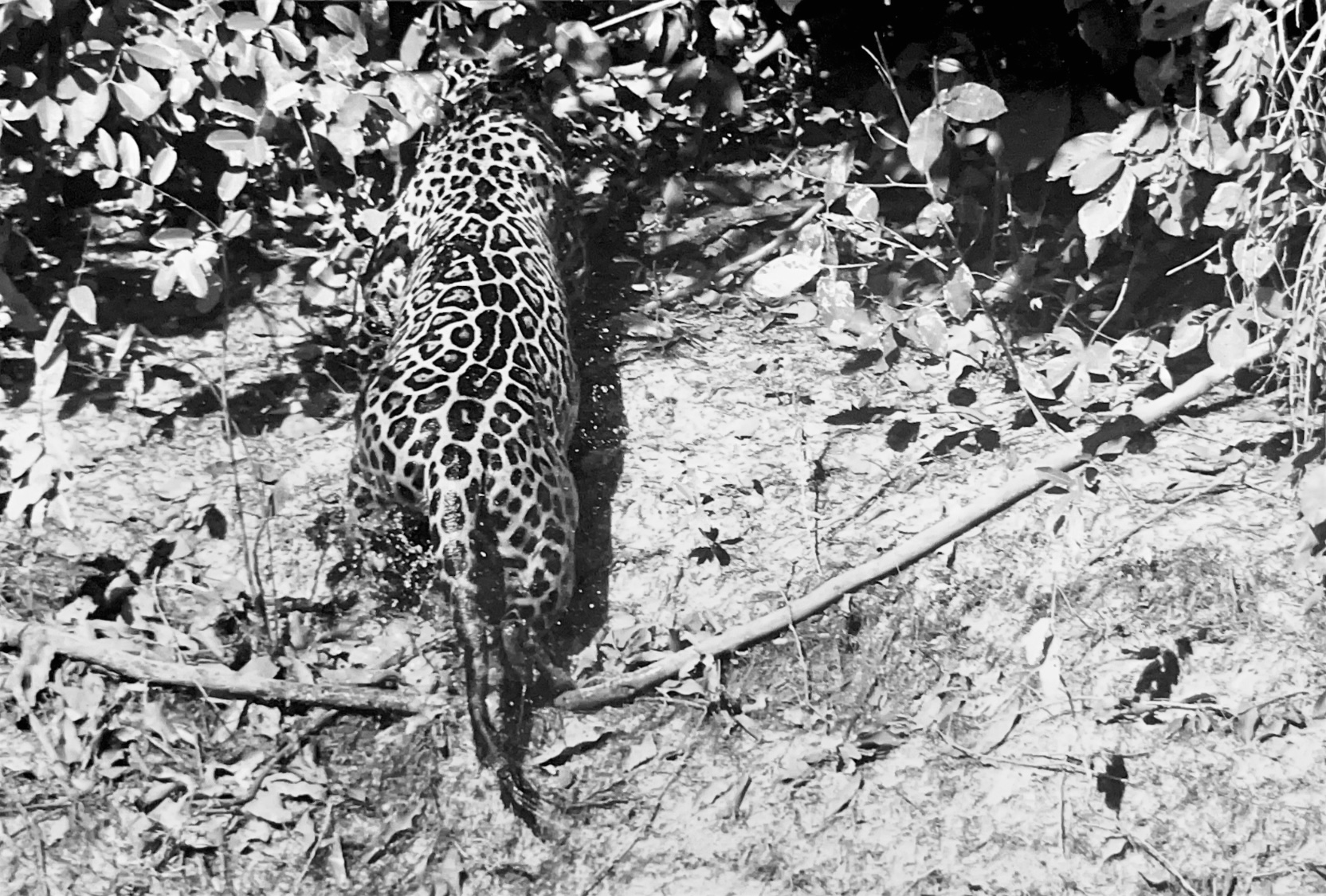 Onça pintada no Pantanal