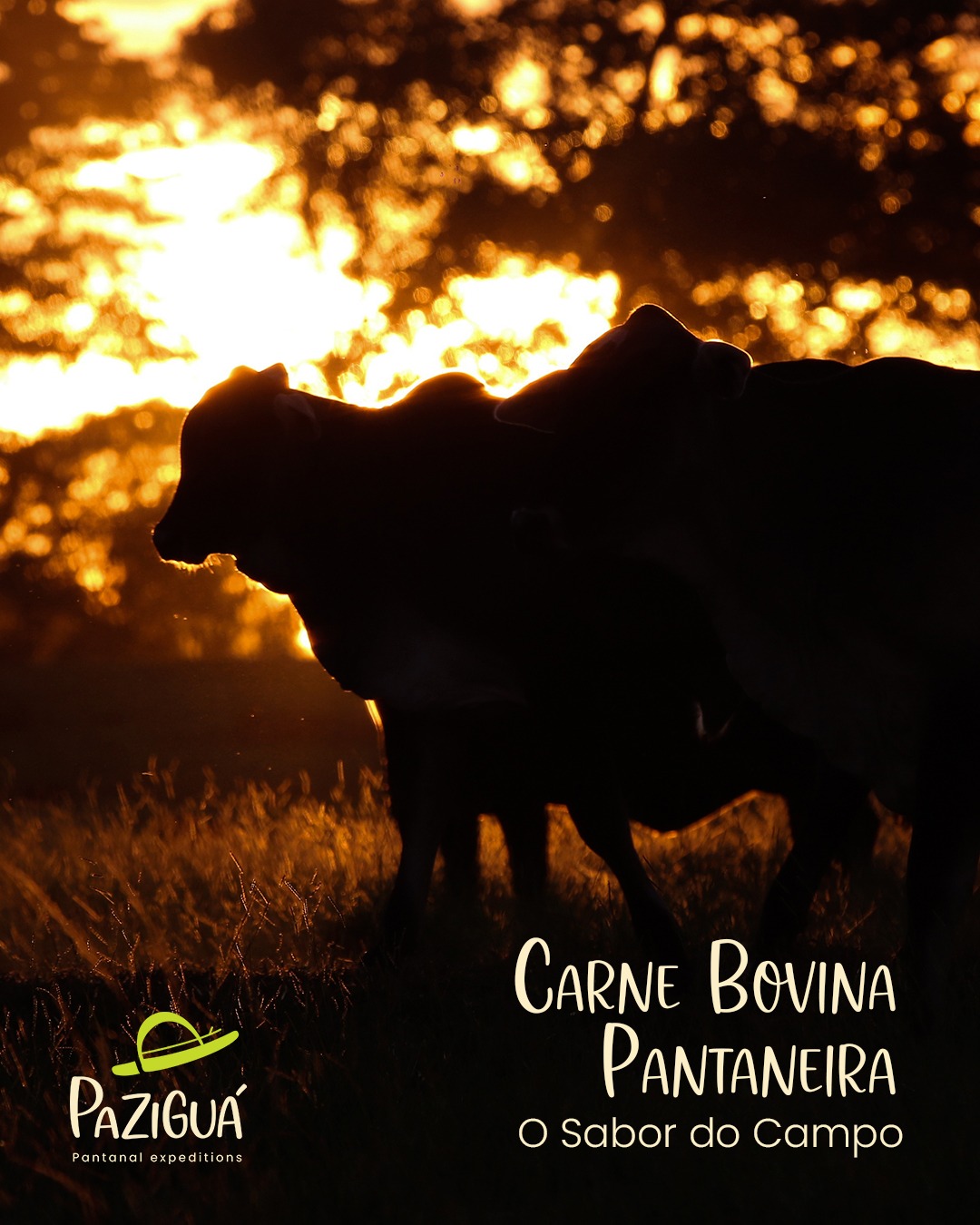 a silhueta gado de corte contemplando o por do sol.